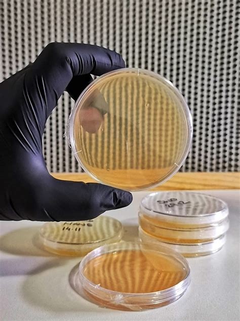 Blank agar plate