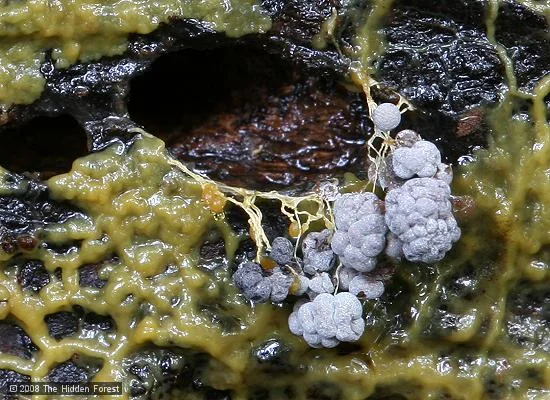 Monotub with slime-mold