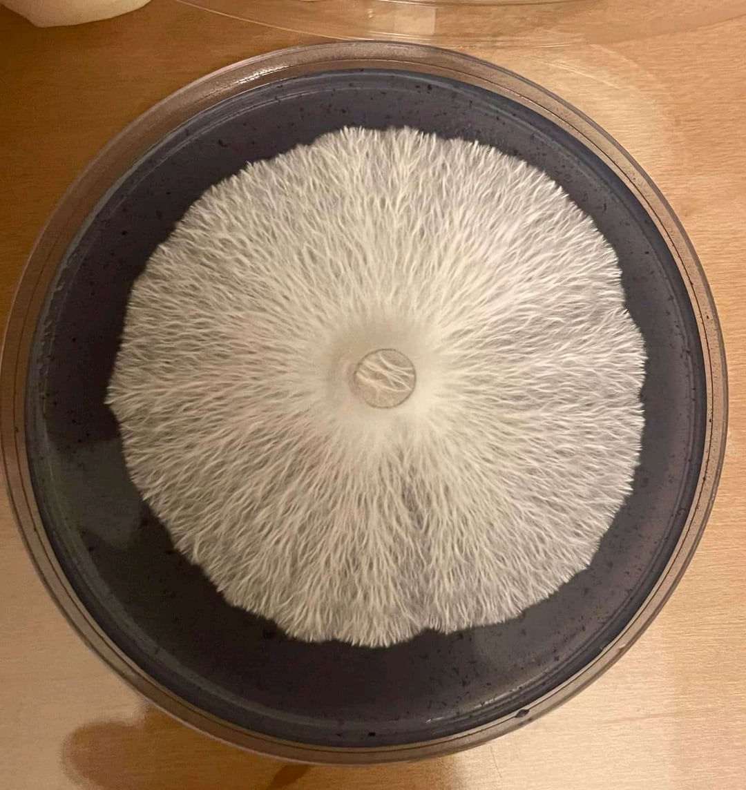 agar plate