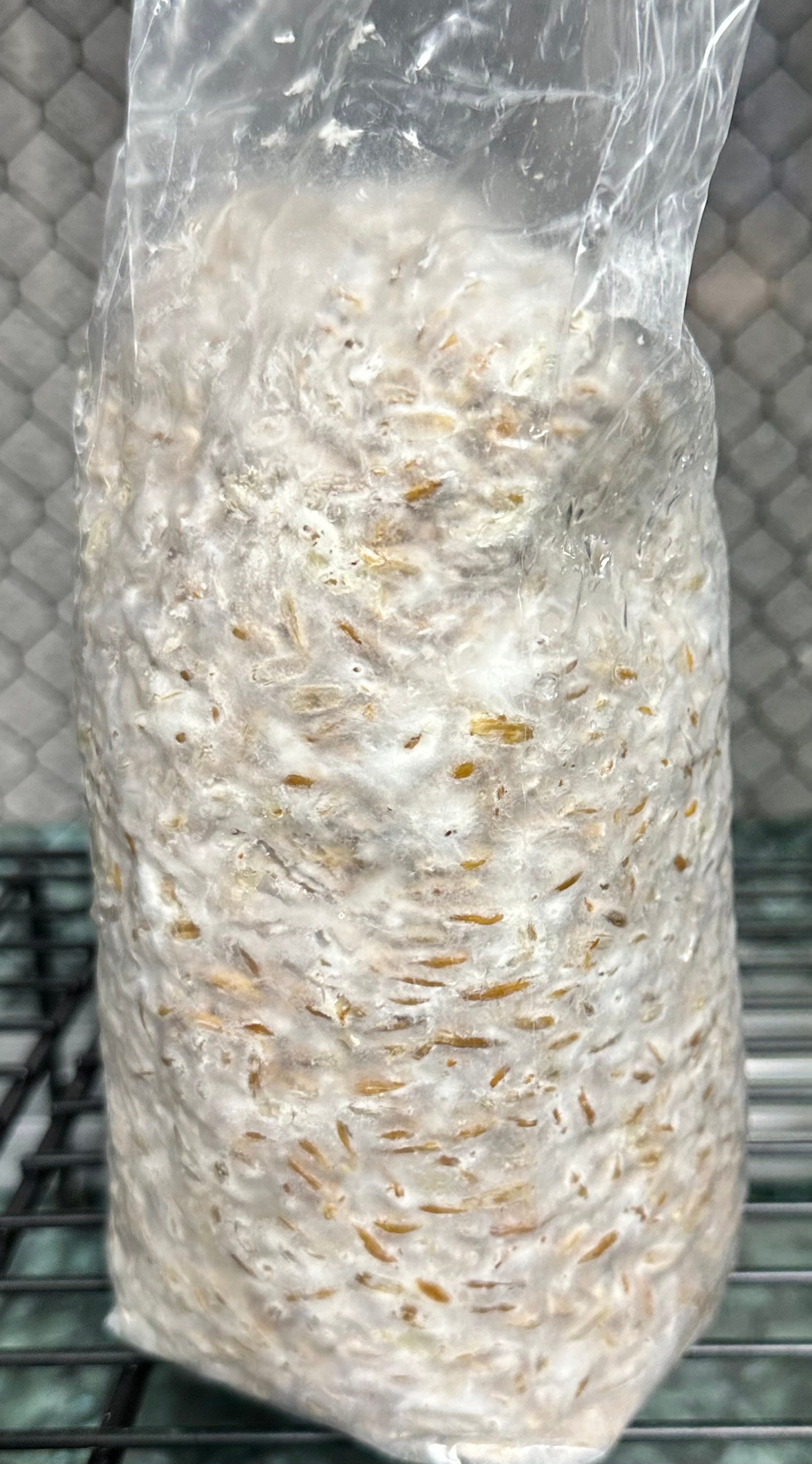 Fully colonized grain bag