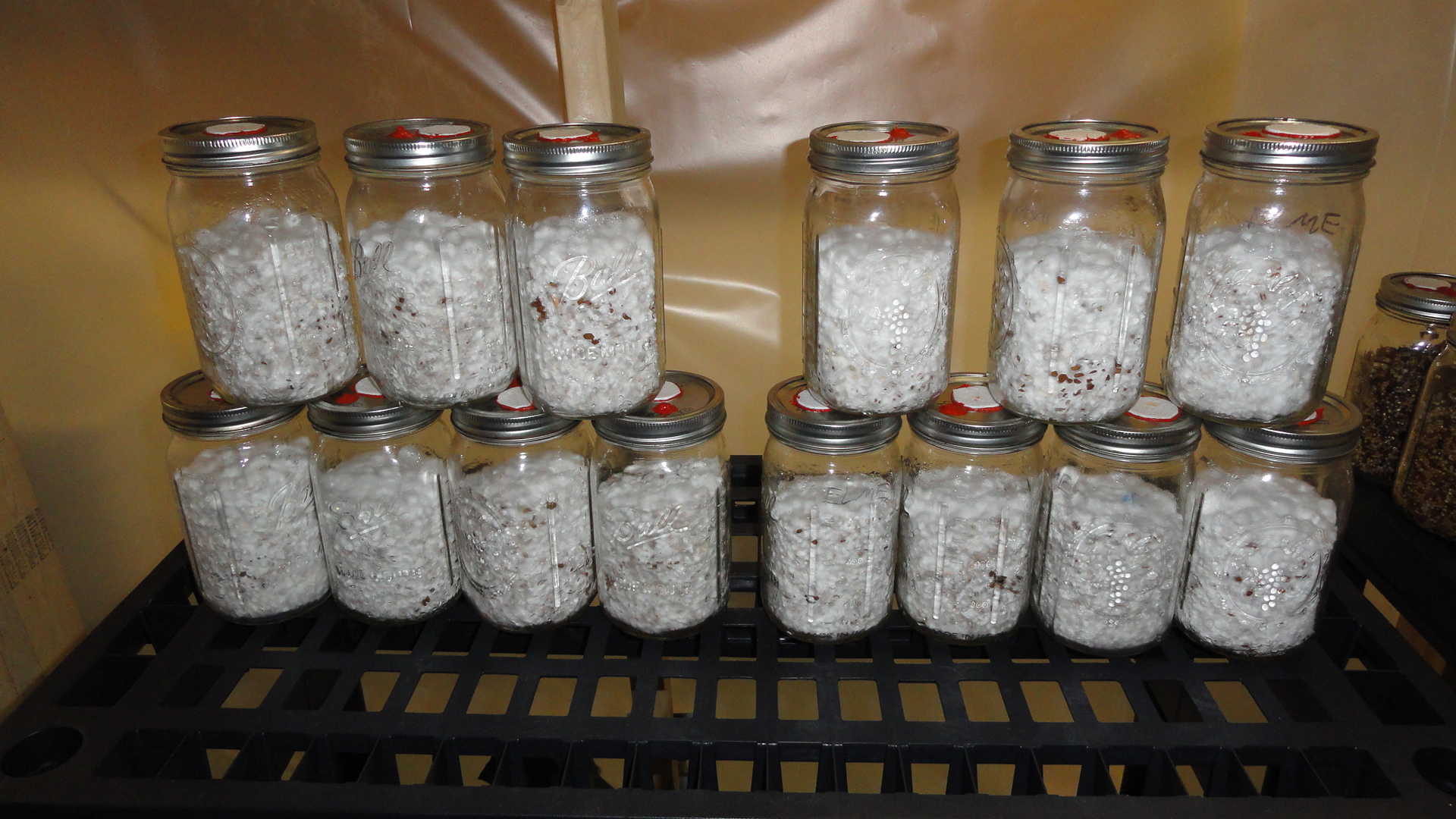 Fully colonized grain jars