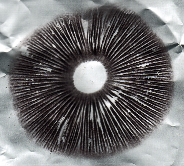 spore print