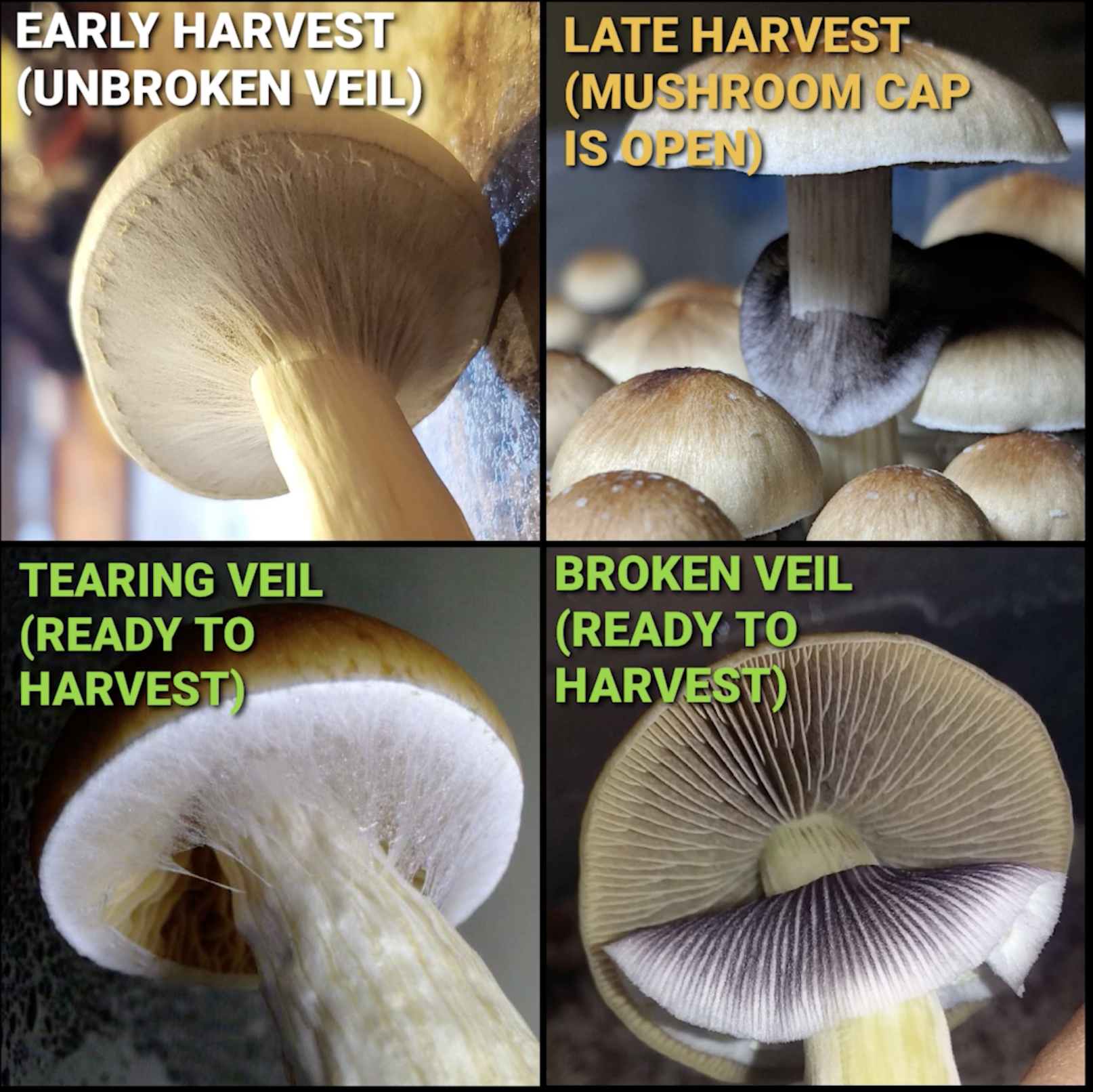 When to harvest chart